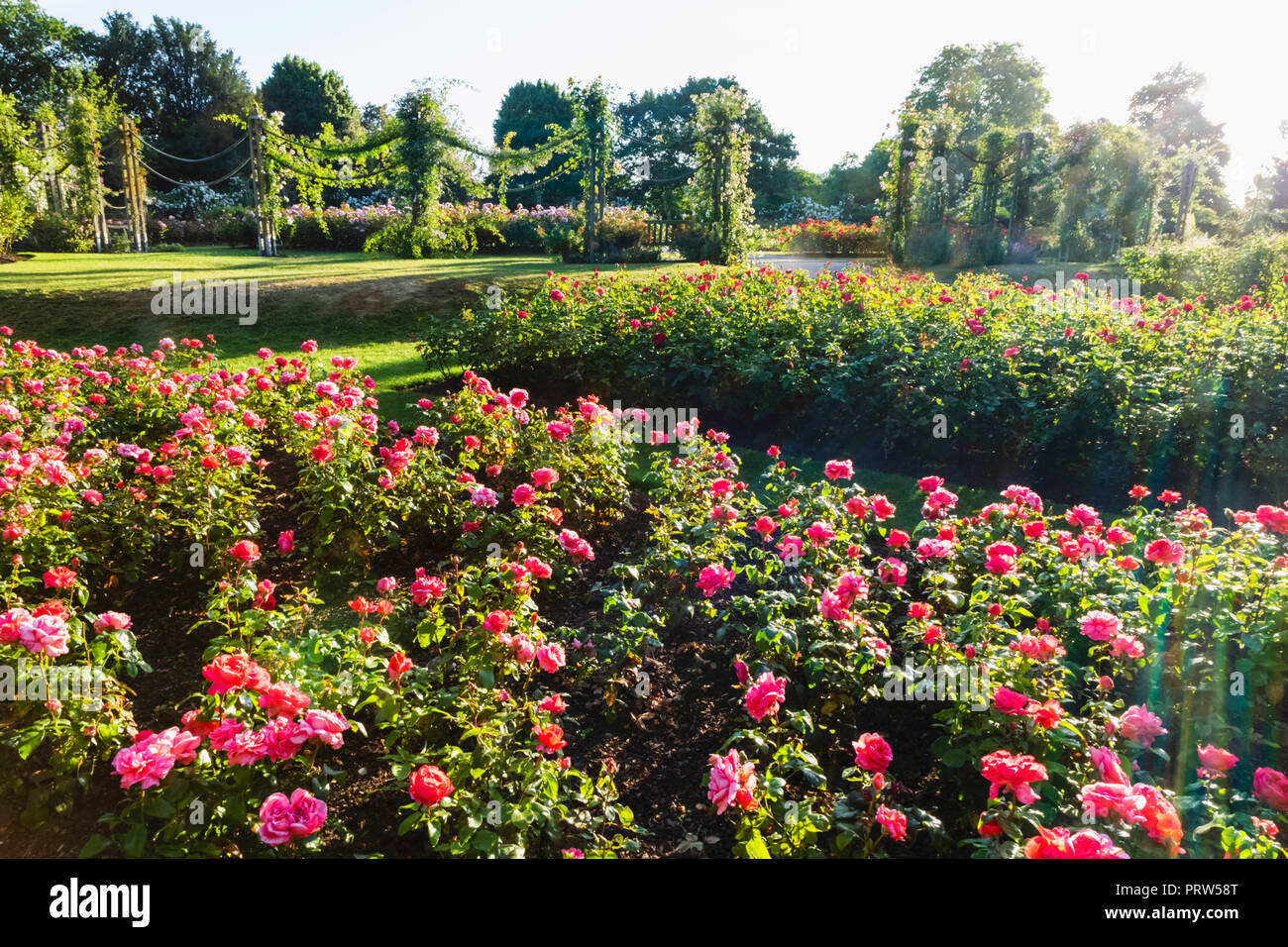 England, London, Regents Park, Queen Mary's Gardens, Roses Stock Photo