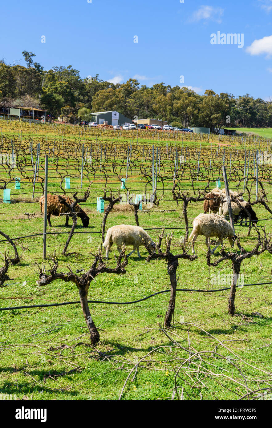 Environmentally friendly method of weed clearing between rows of grapevines at the Hainault Vineyard in the Bickley Valley, Western Australia Stock Photo