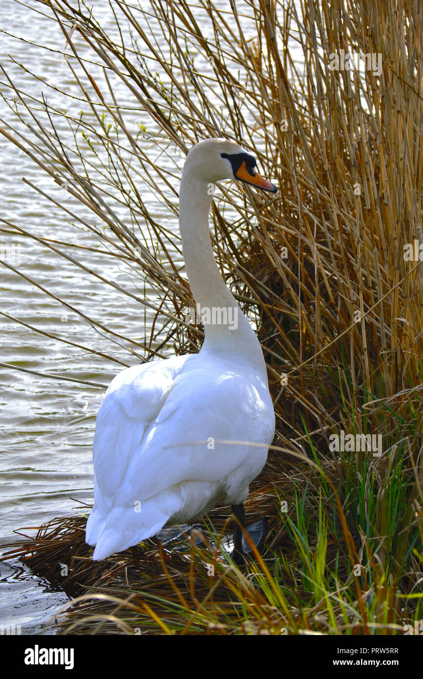 Swan outside water Stock Photo