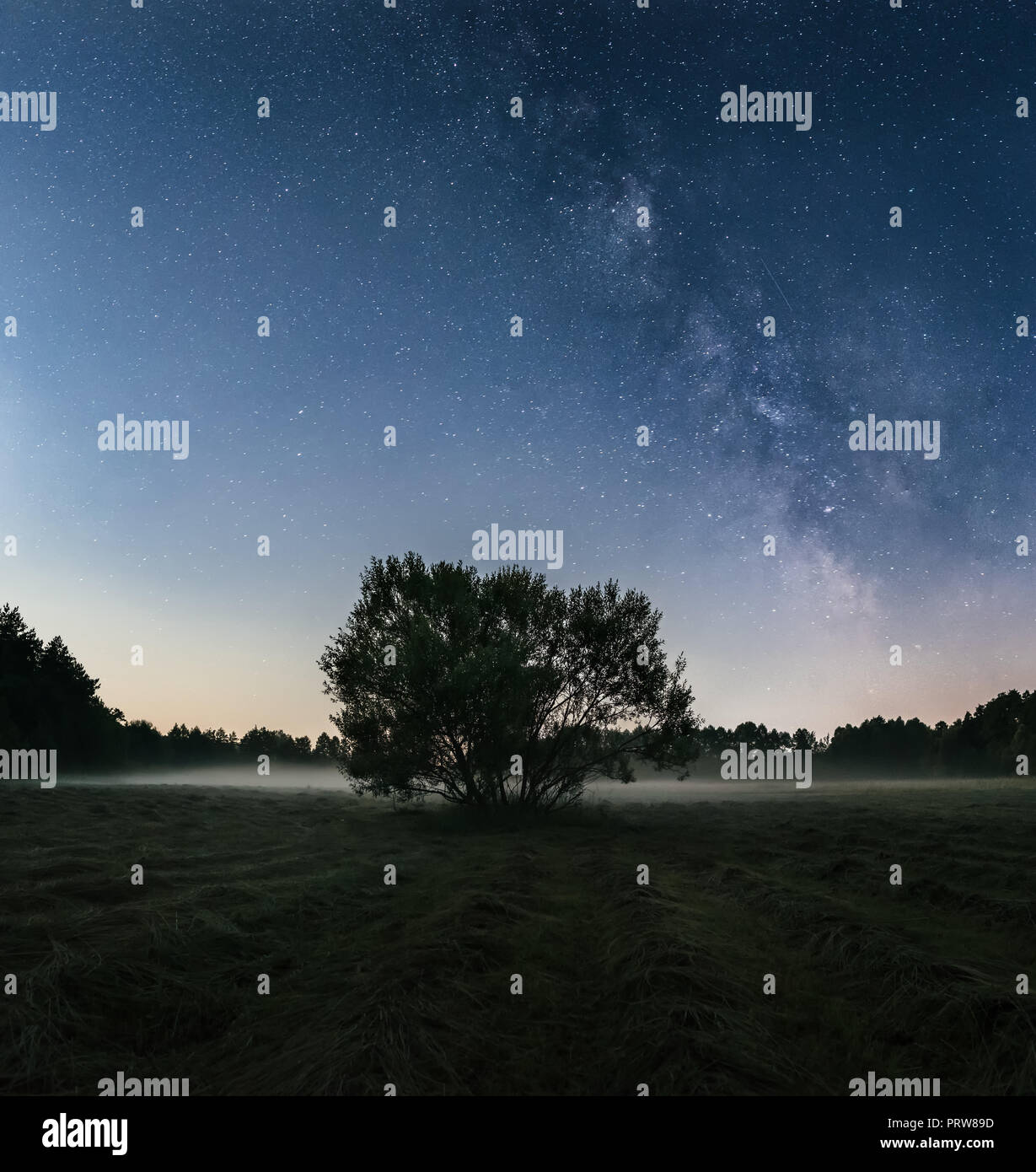 Lonely tree in the field under the Milky Way Stock Photo - Alamy