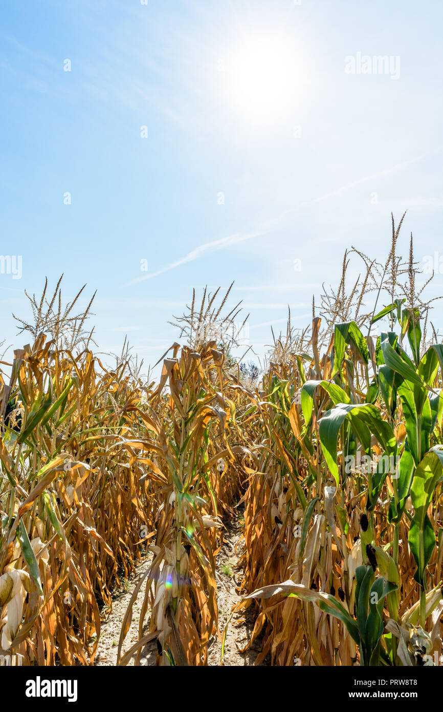 Drought Corn