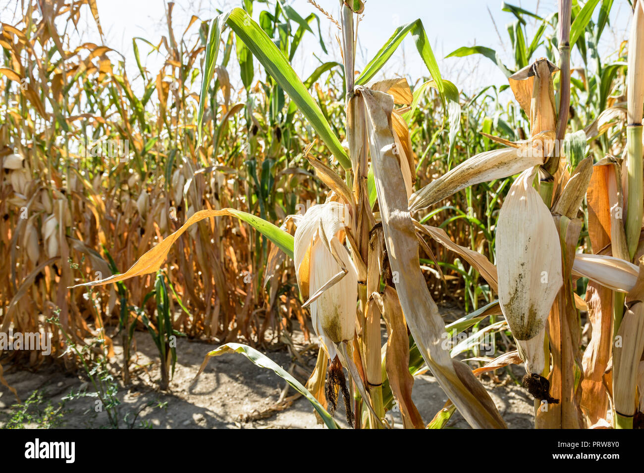 Drought hits corn crop. Close-up view of dry ears of corn in a field ...