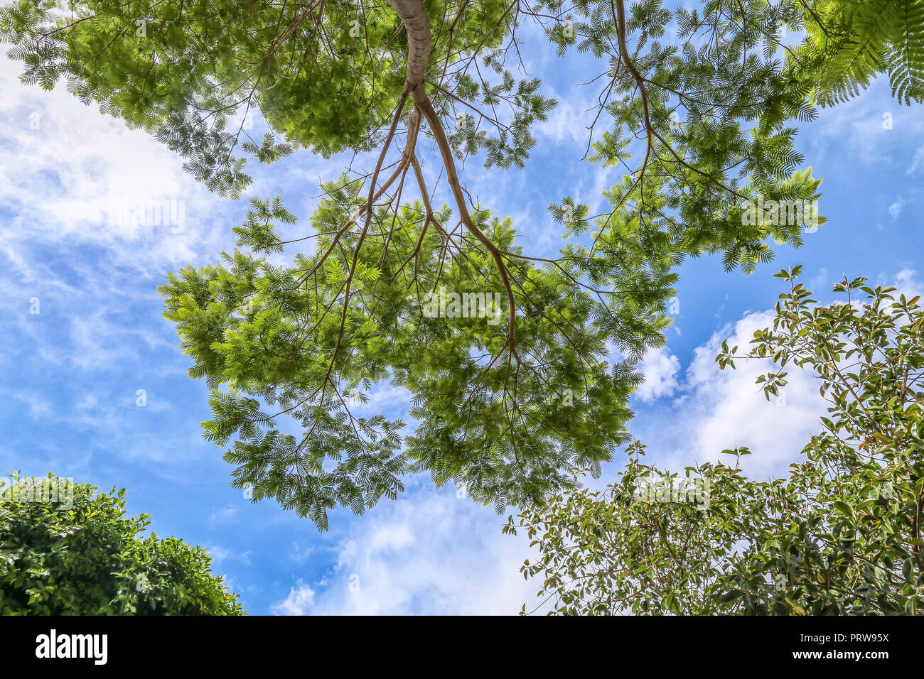A photo of Branches of trees with sky background Stock Photo - Alamy