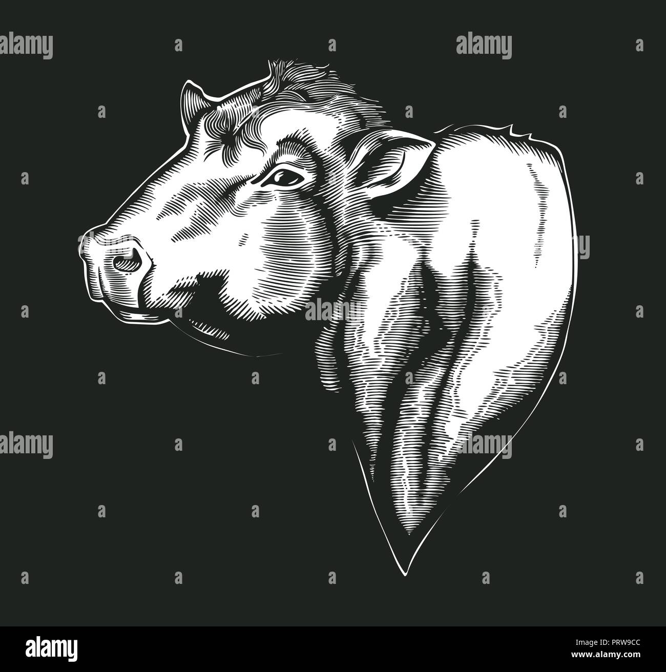Head of bull of dangus breed drawn in vintage woodcut style. Farm animal isolated on white background. Vector illustration for agricultural market identity, products logo, advertisement. Stock Vector