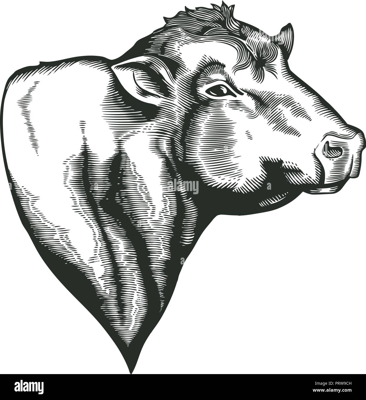 Head of bull of dangus breed drawn in vintage woodcut style. Farm animal isolated on white background. Vector illustration for agricultural market identity, products logo, advertisement. Stock Vector