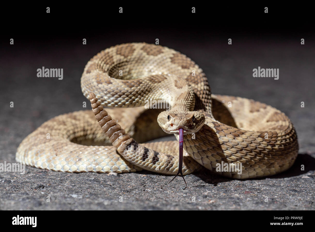 Mohave Rattlesnake, (Crotalus scutulatus), Hidalgo co., New Mexico, USA