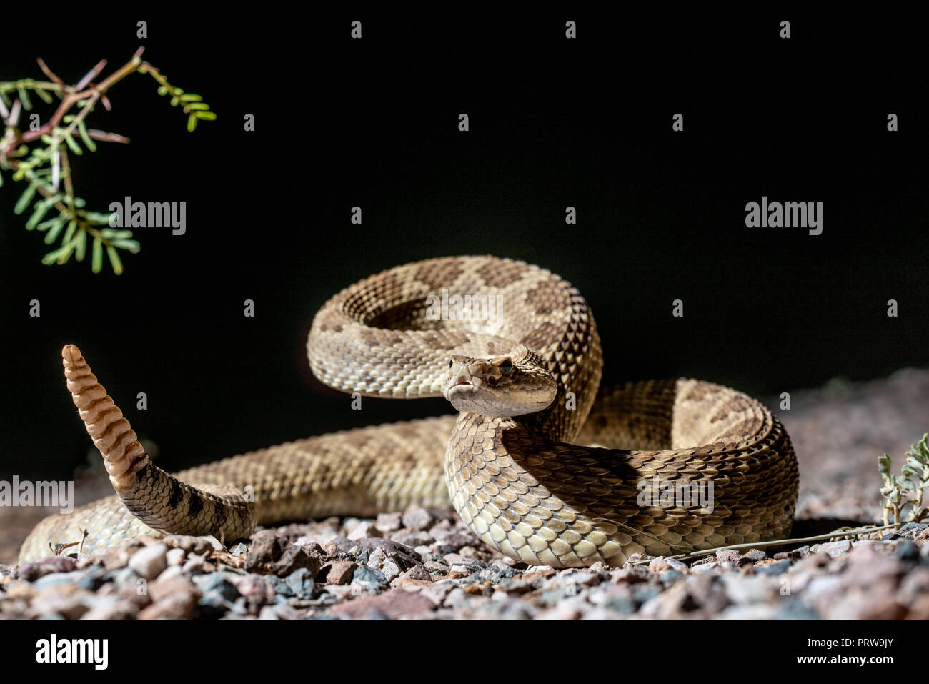 Mohave Rattlesnake, (Crotalus scutulatus), Hidalgo co., New Mexico, USA. Stock Photo
