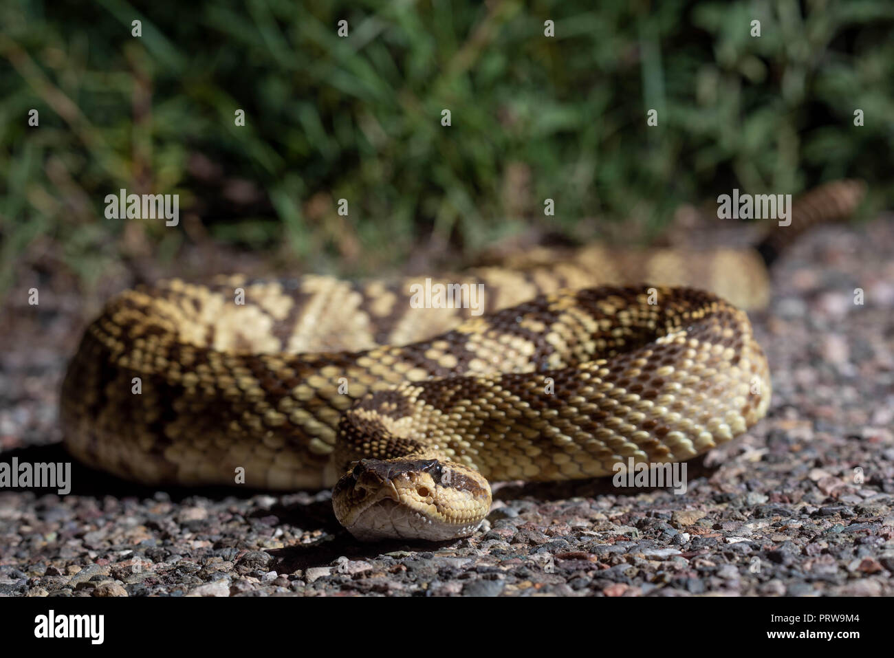 Western Blacktailed Rattlesnake, (Crotalus molossus), Cave Creek Canyon, Chiricahua mountains