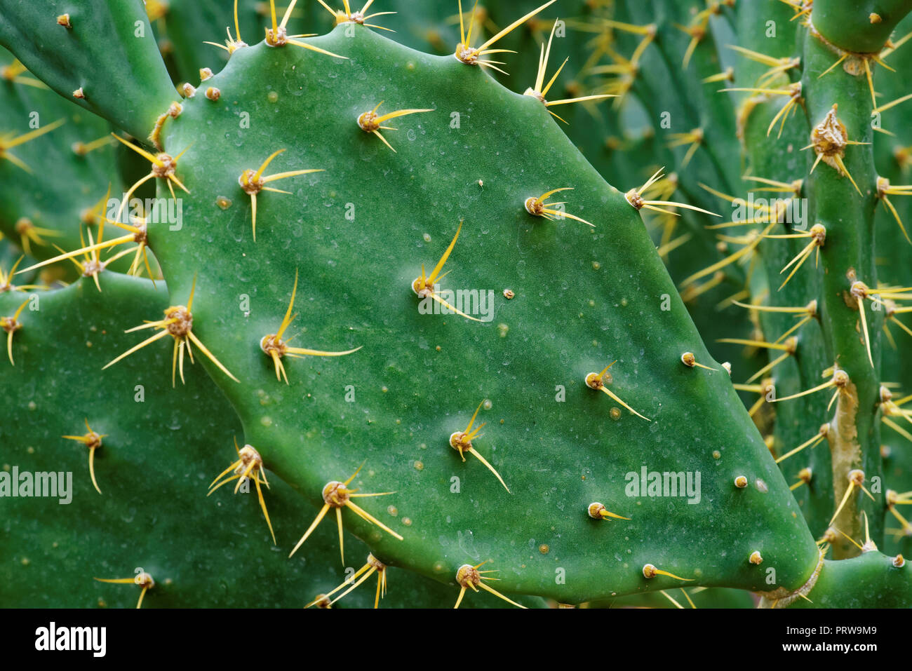 Opuntia dillenii s a large sized species of cactus that is endemic in the subtropical and tropical coastal areas of the Americas and the Caribbean. Stock Photo