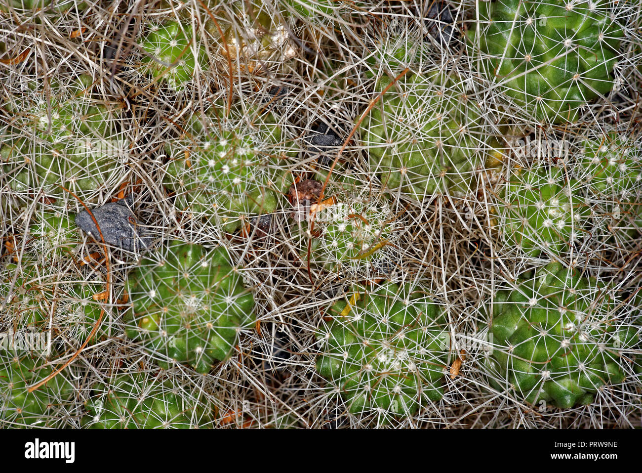 Mammillaria pondii is a cactus, endemic to Cedros Island, off the Pacific coast of Baja California, Mexico. Stock Photo