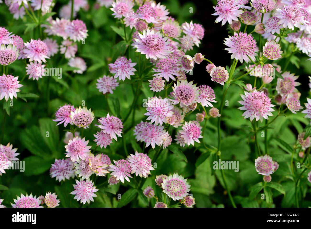 A cluster of Astrantia Buckland Stock Photo