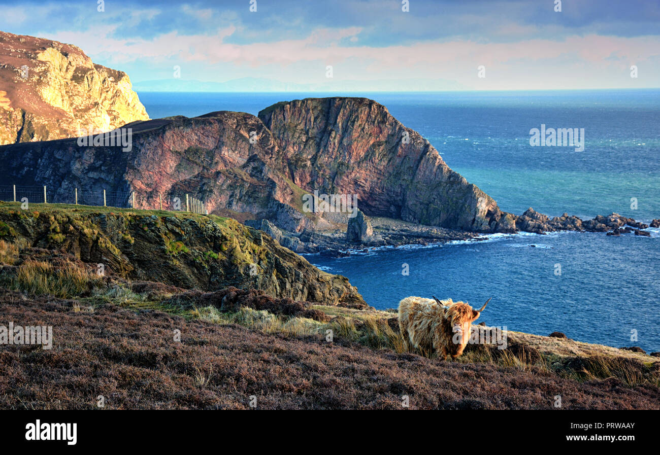 Highland cow on the rugged coast of Islay, Scotland. Photographed near ...
