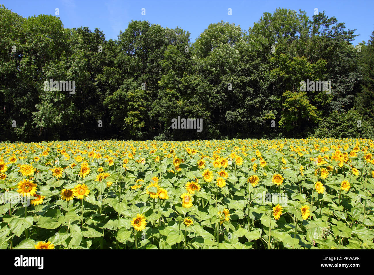 Sunflower field in Upper Austria. Landscape in Europe Stock Photo - Alamy