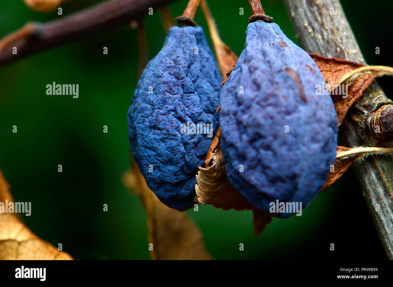 Shrivelled damsons (Prunus domestica) at the end of the season Stock Photo