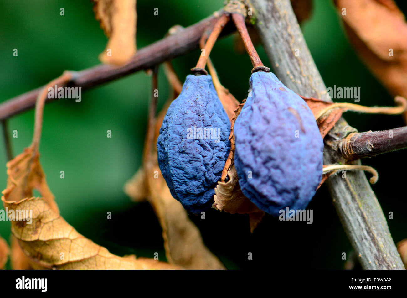 Shrivelled damsons (Prunus domestica) at the end of the season Stock Photo