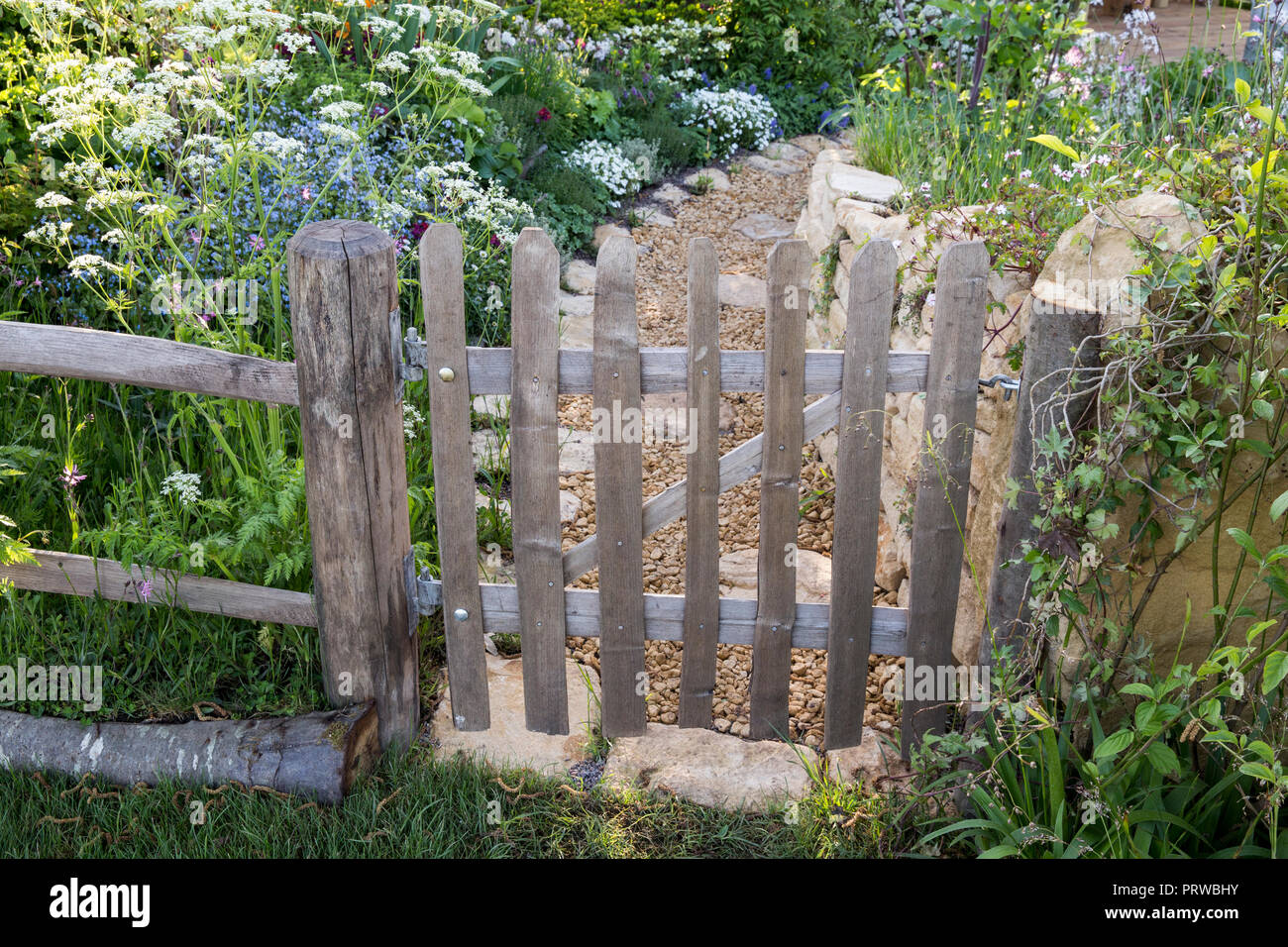Rustic old wooden picket garden gate and fence wildflower English cottage garden style planting cow parsley gravel path Malvern Spring UK Stock Photo