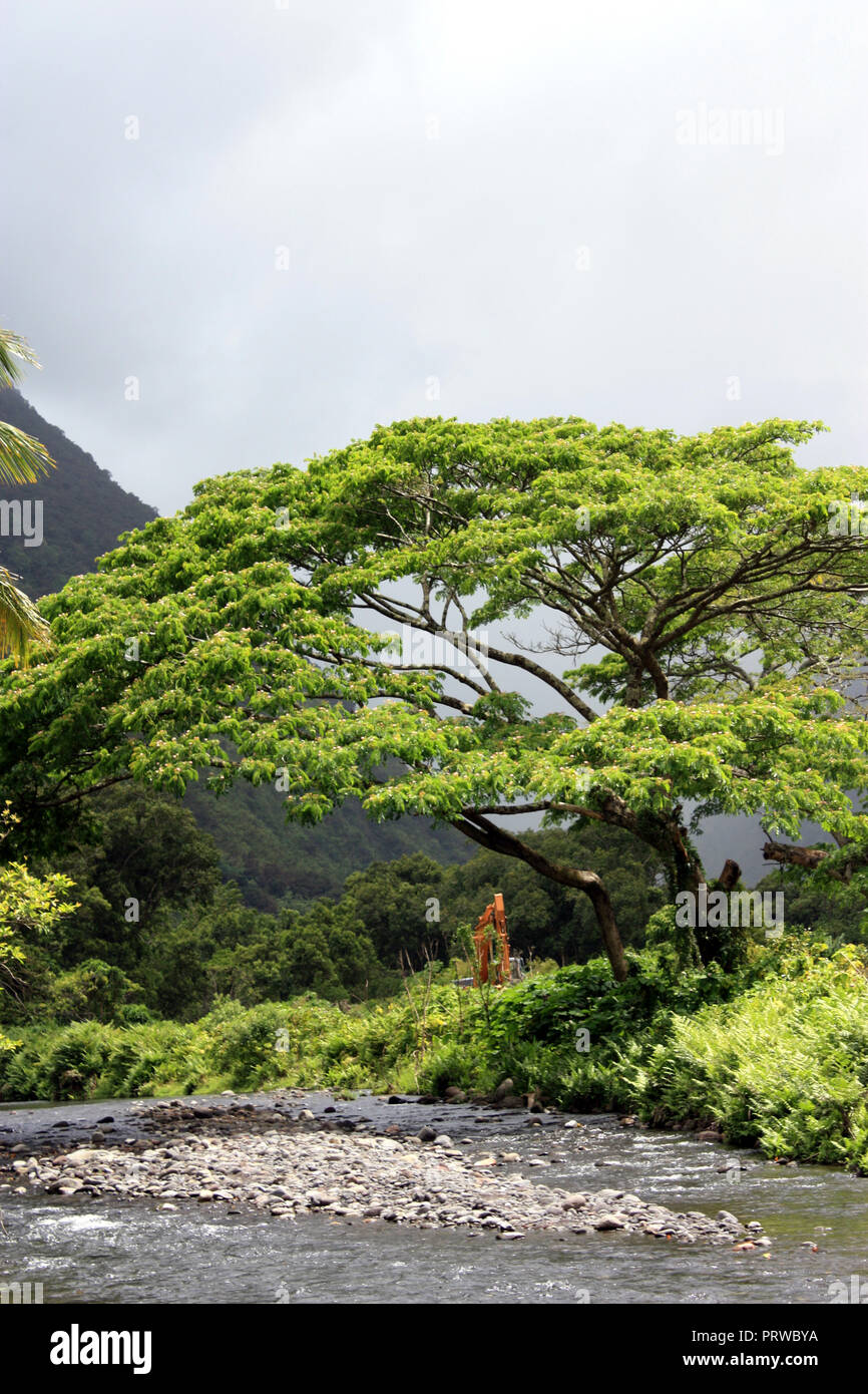 An Elf Umbrella Tree growing amidst ferns and shrubs alongside a creek