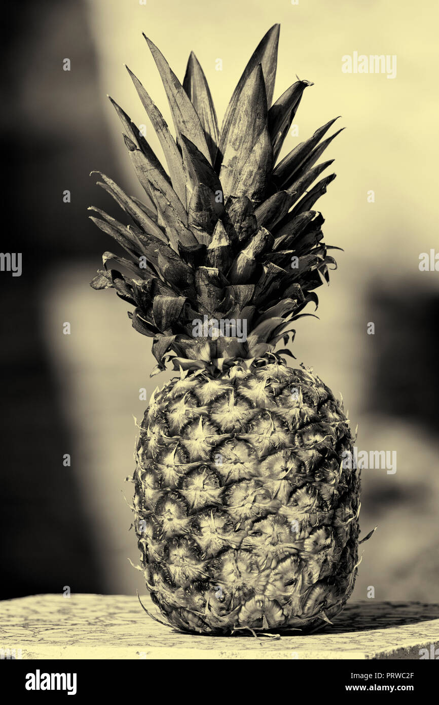 Pineapple.  Ananas comosus. Stock Photo