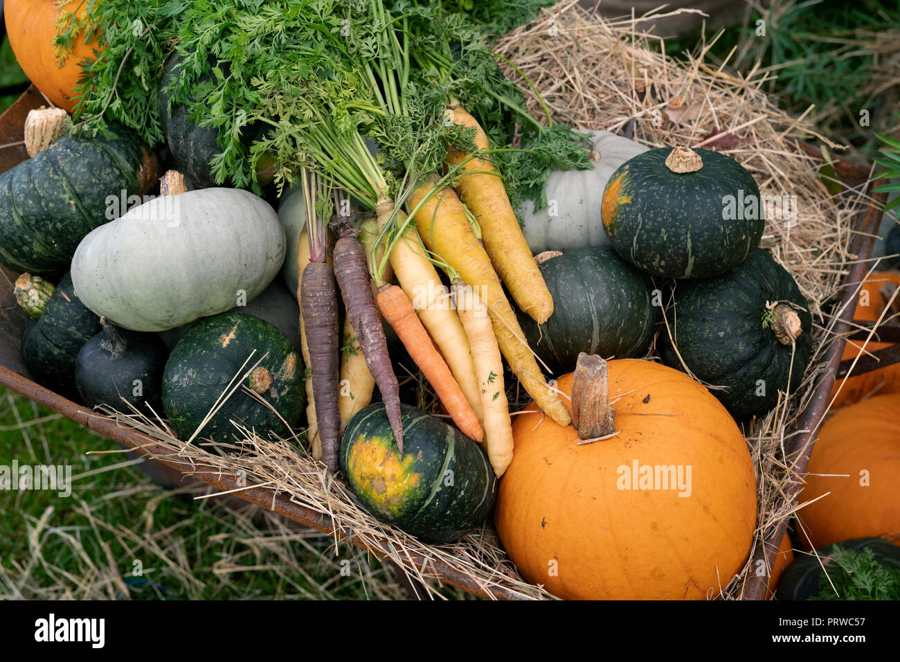 Daucus carota and Cucurbita pepo. Pumpkin, gourd squash and heritage carrots display in an old wheelbarrow. UK Stock Photo