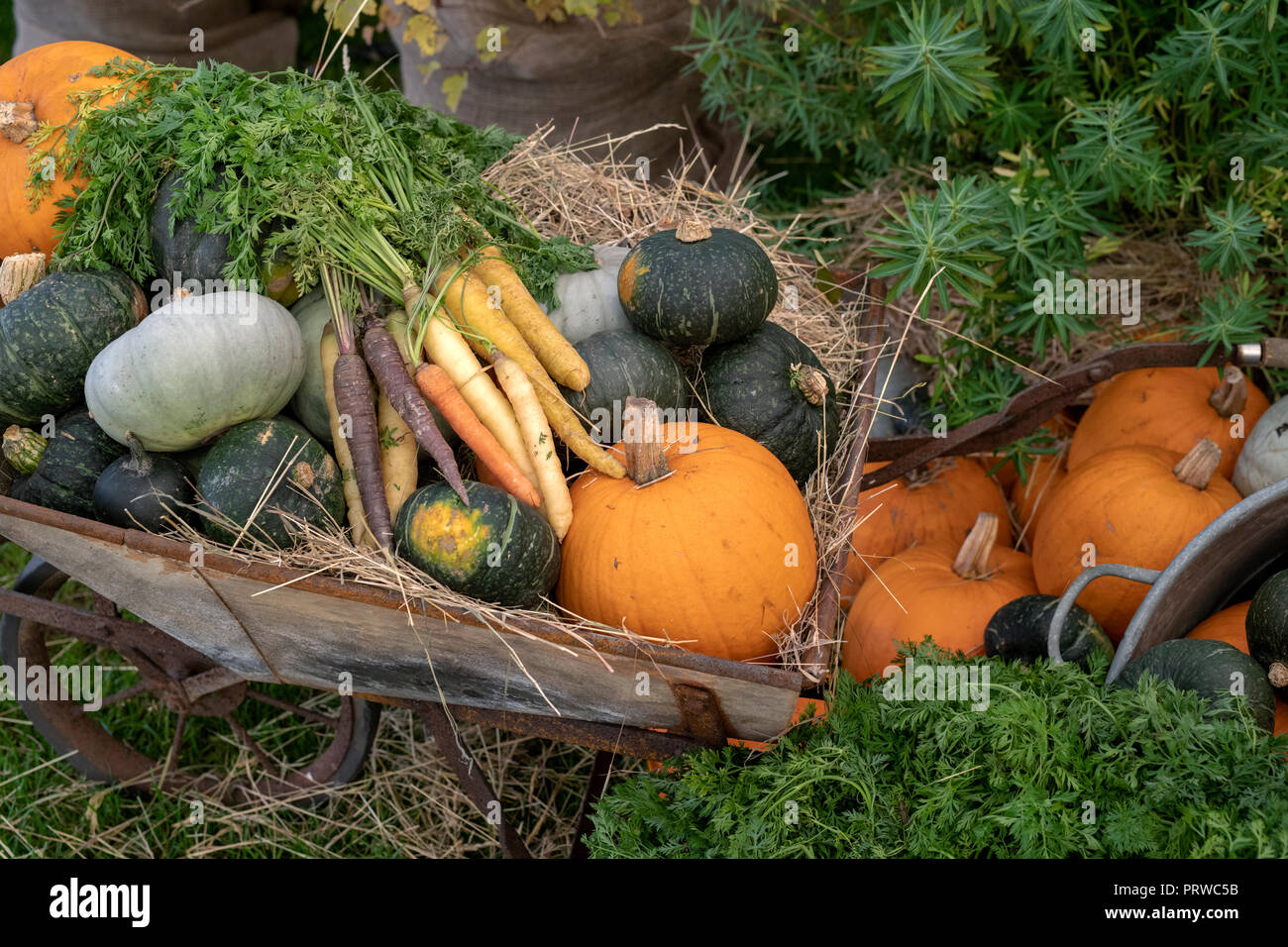 Daucus carota and Cucurbita pepo. Pumpkin, gourd  squash and heritage carrots display in an old wheelbarrow at an Autumn show. UK Stock Photo