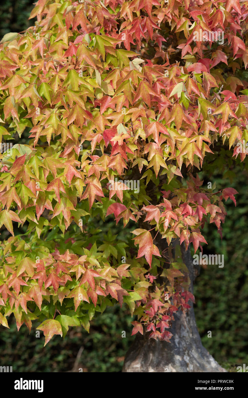 Acer Buergerianum . Bonsai Trident maple tree with autumn foliage at the RHS Wisley gardens,  Surrey, UK Stock Photo