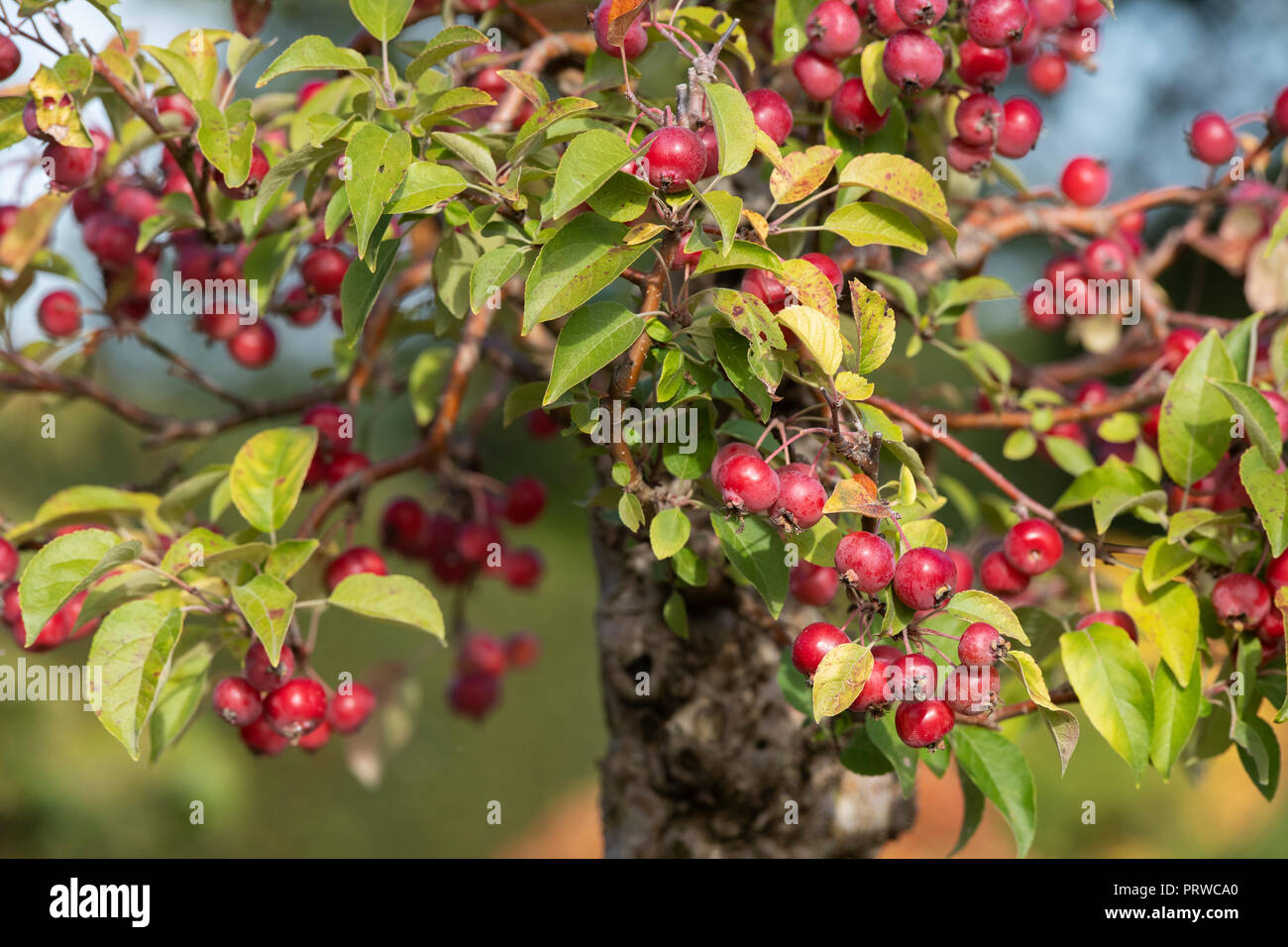 Miniature crabapple tree hires stock photography and images Alamy