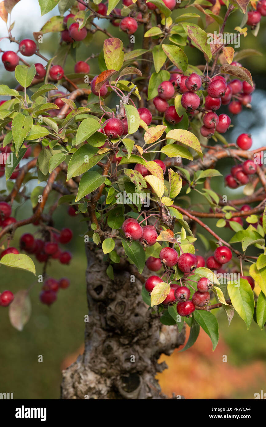 Malus Sylvestris Bonsai Crabapple Tree With Fruit At Rhs Wisley Gardens Surrey England Stock Photo Alamy