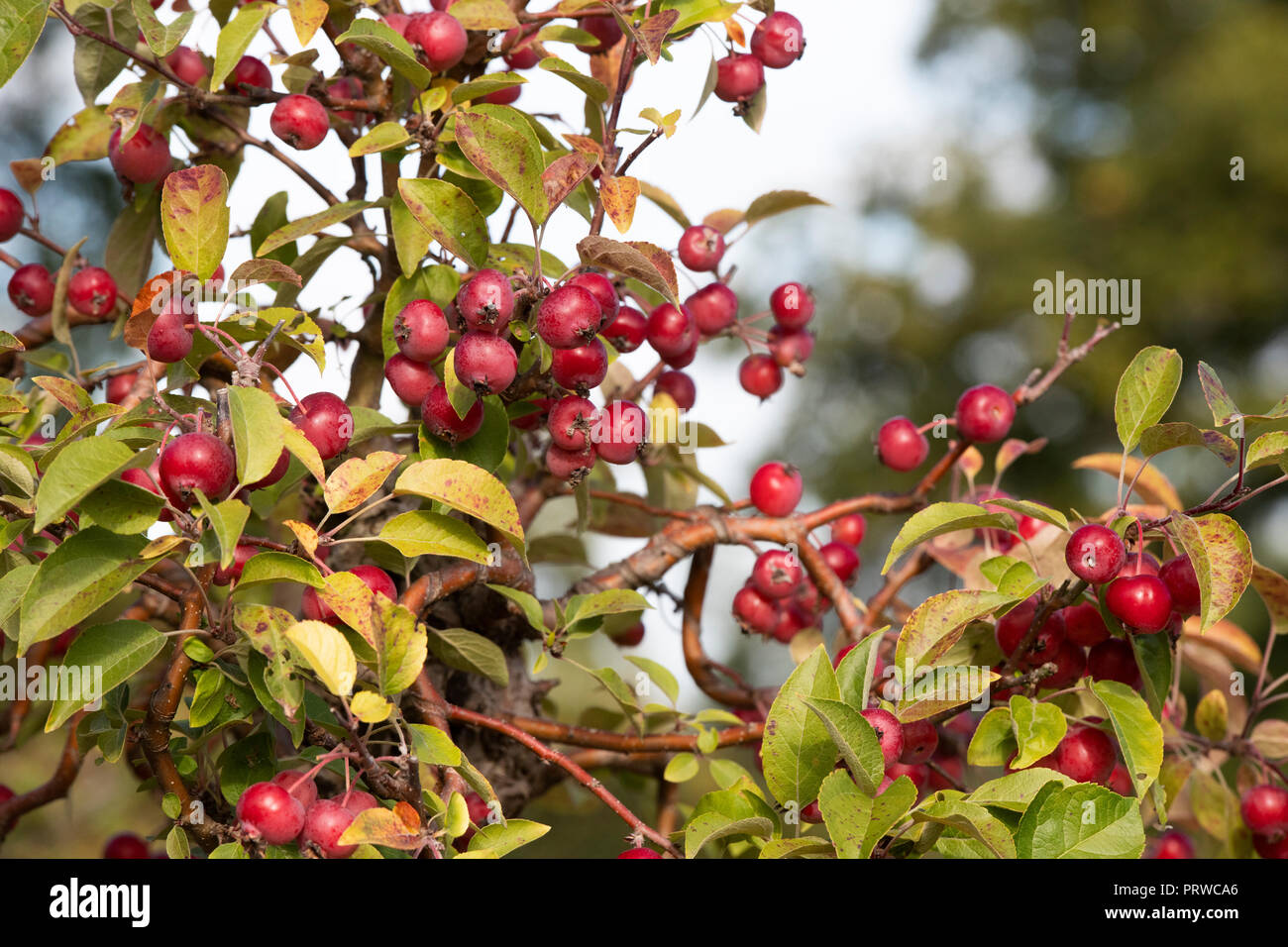 Rhs wisley crab apple malus hires stock photography and images Alamy