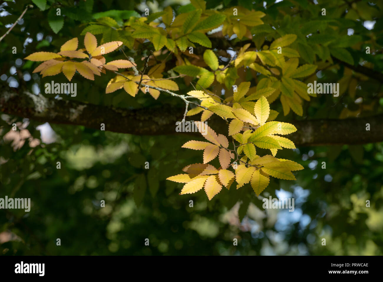 Zelkova carpinifolia. Caucasian elm tree leaves in autumn. UK Stock