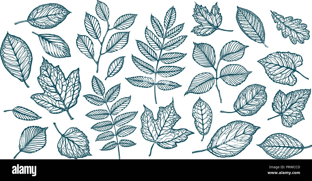 Decorative tree leaves. Nature, forest concept. Set of elements. Sketch vector illustration Stock Vector