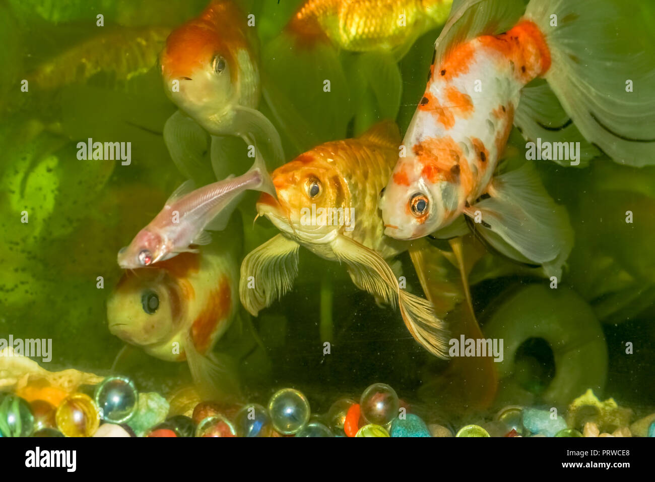 Goldfish Aquarium Stock Photo
