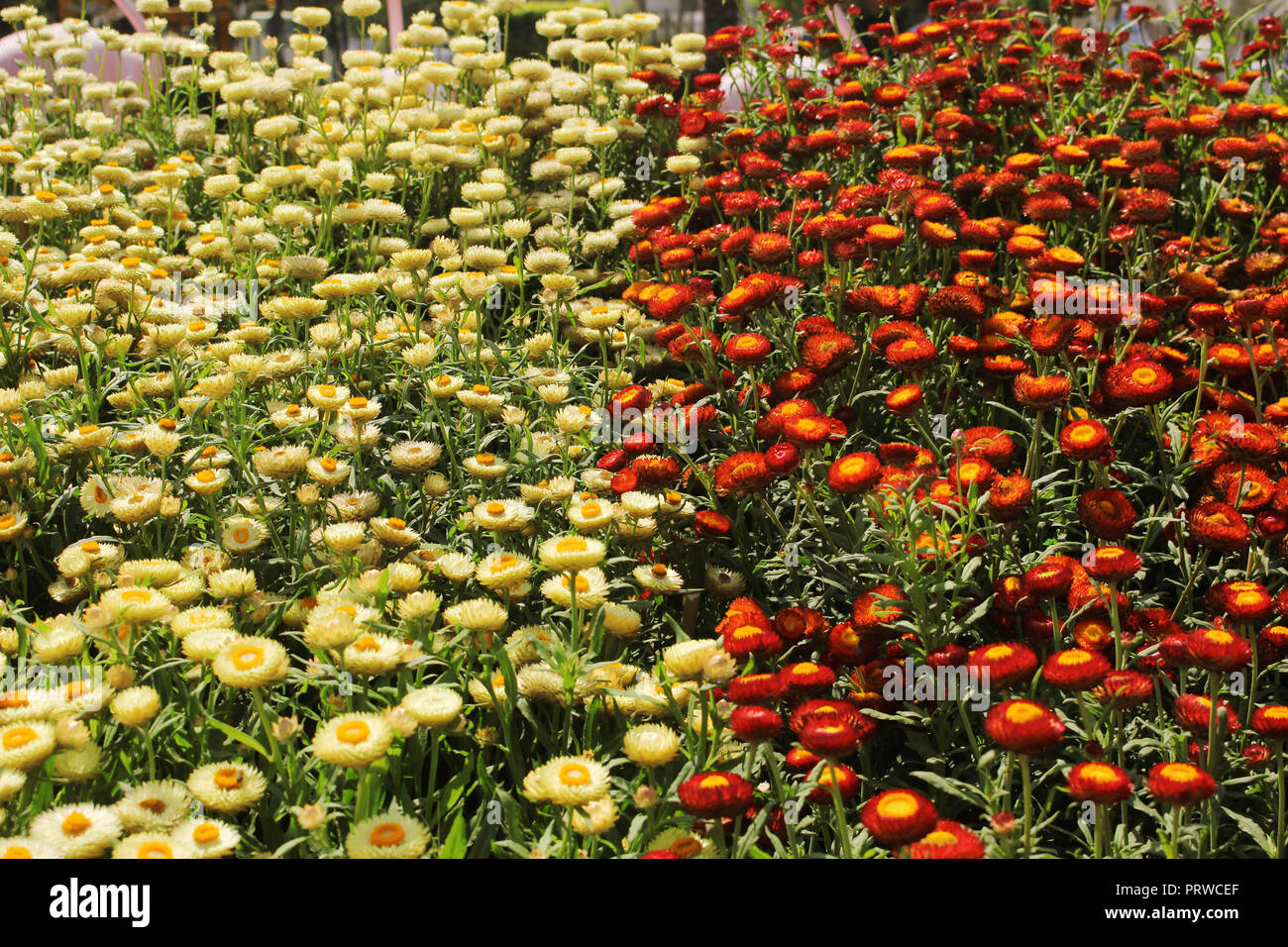 Different Colours Beautiful Helichrysum Flowers Feild In The Garden Stock Photo