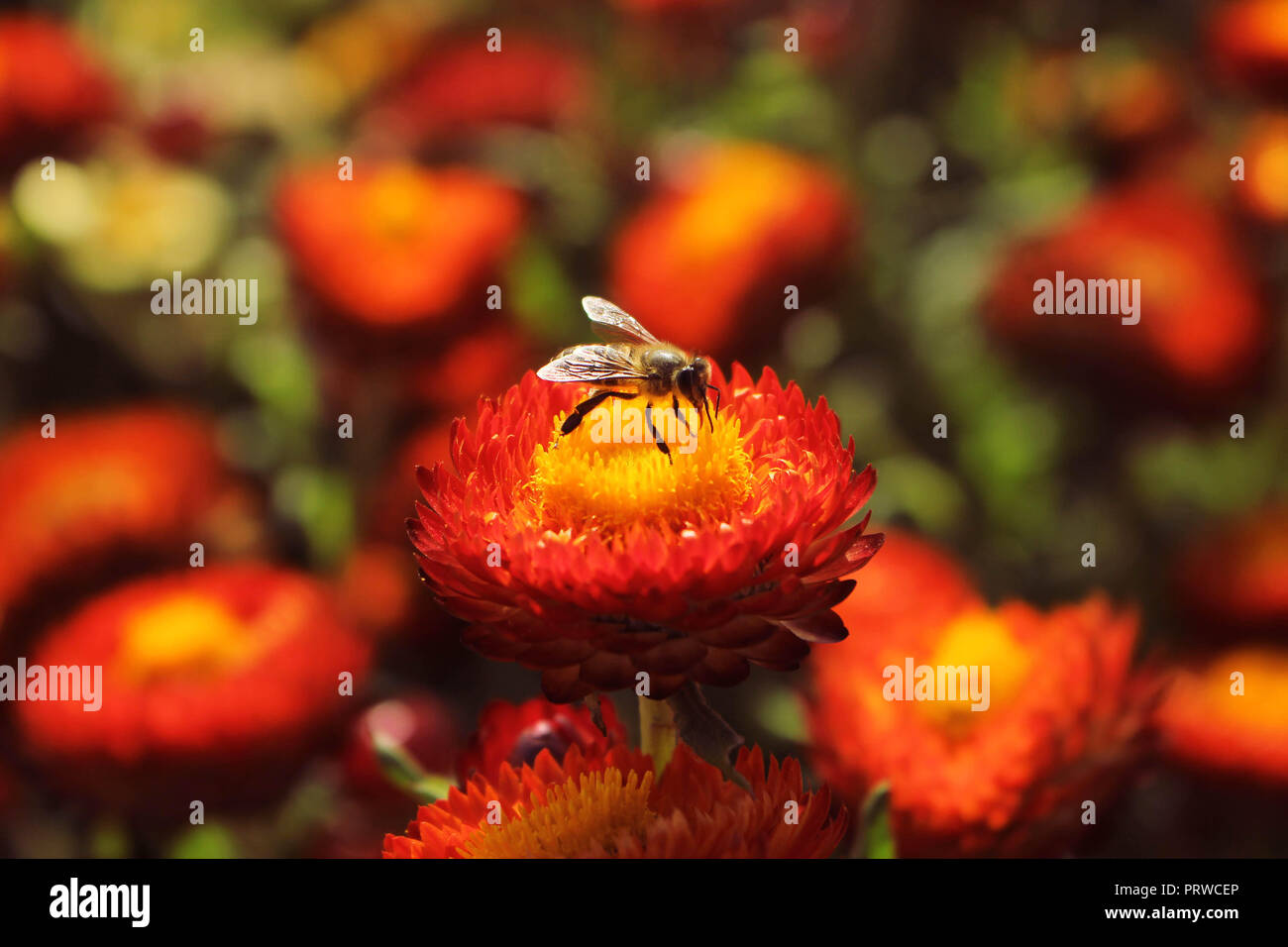 Honey Bee Sitting On A Beautiful Red Helichrysum Flower With Red And Green Background Of Garden Stock Photo