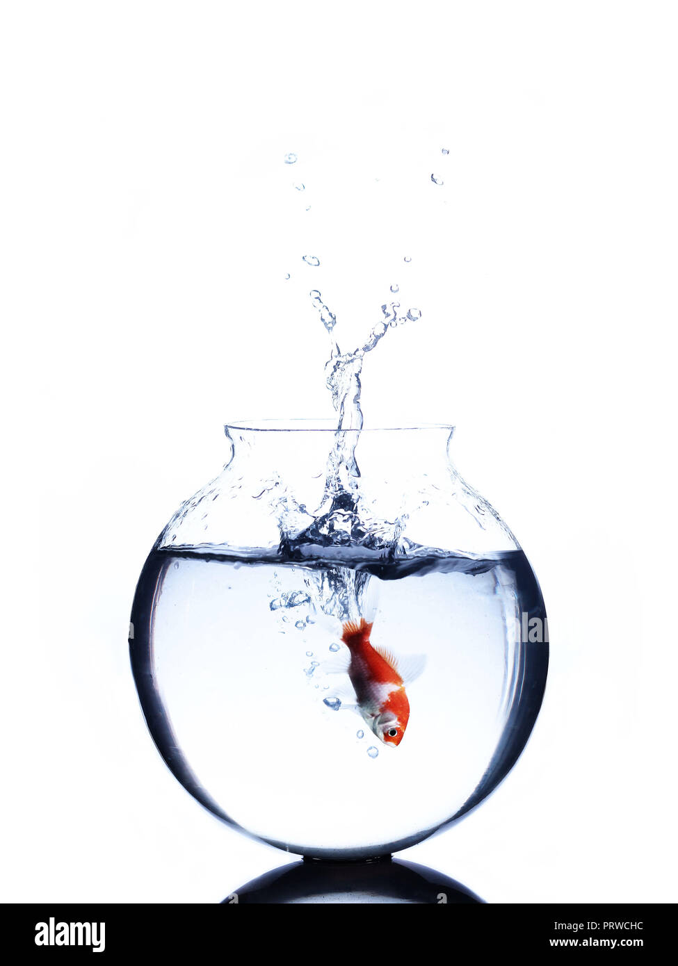goldfish jumping into a bowl isolated on white background Stock Photo