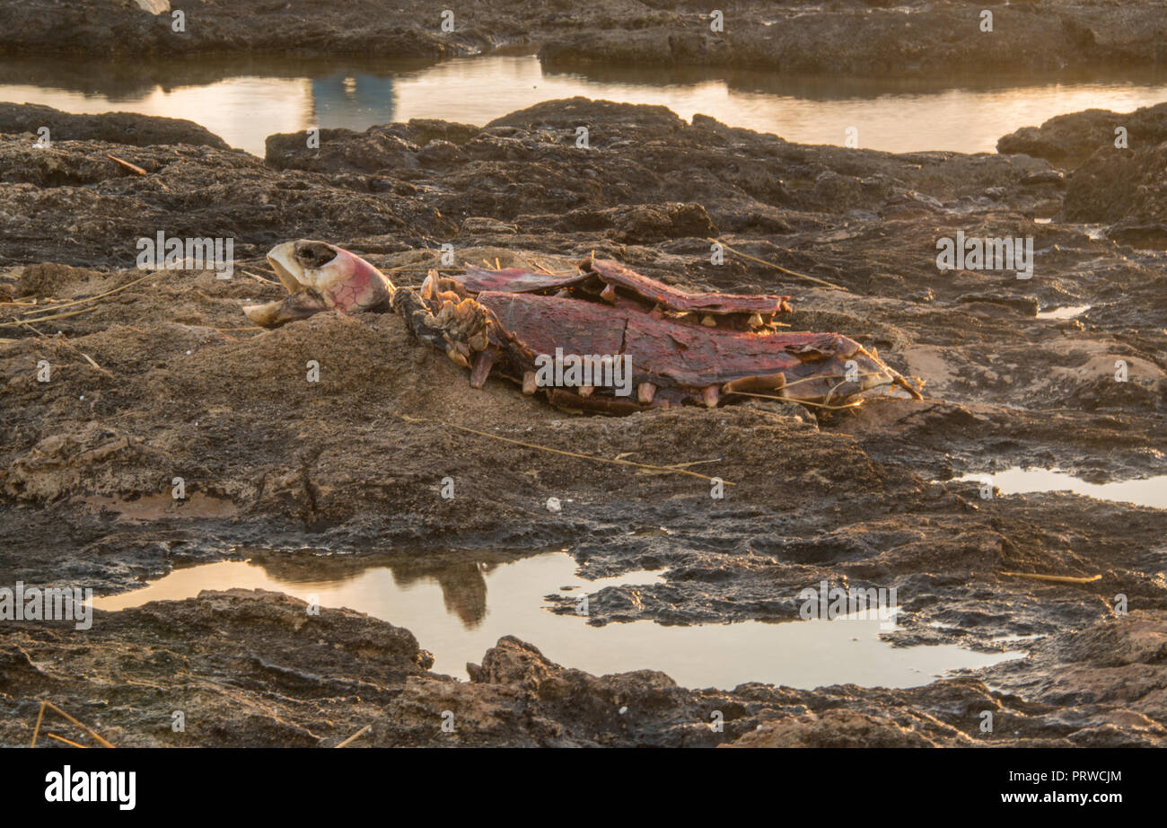 Carcass of a dead sea turtle. Stock Photo