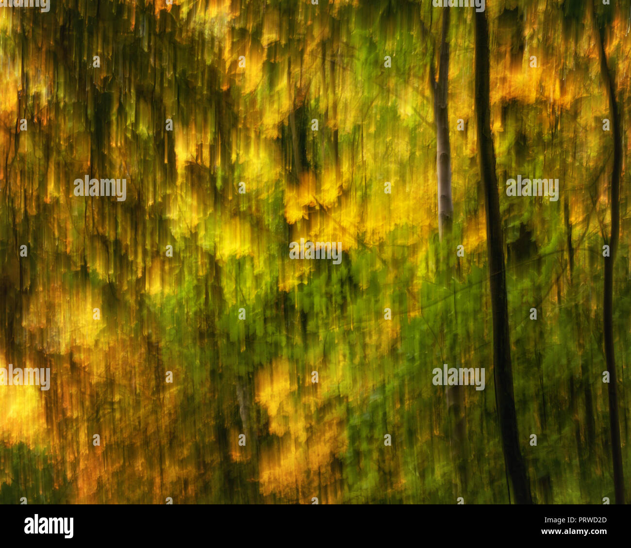 Seasonal Abstract Image Of Golden Leaves In Autumn Falling Off The ...