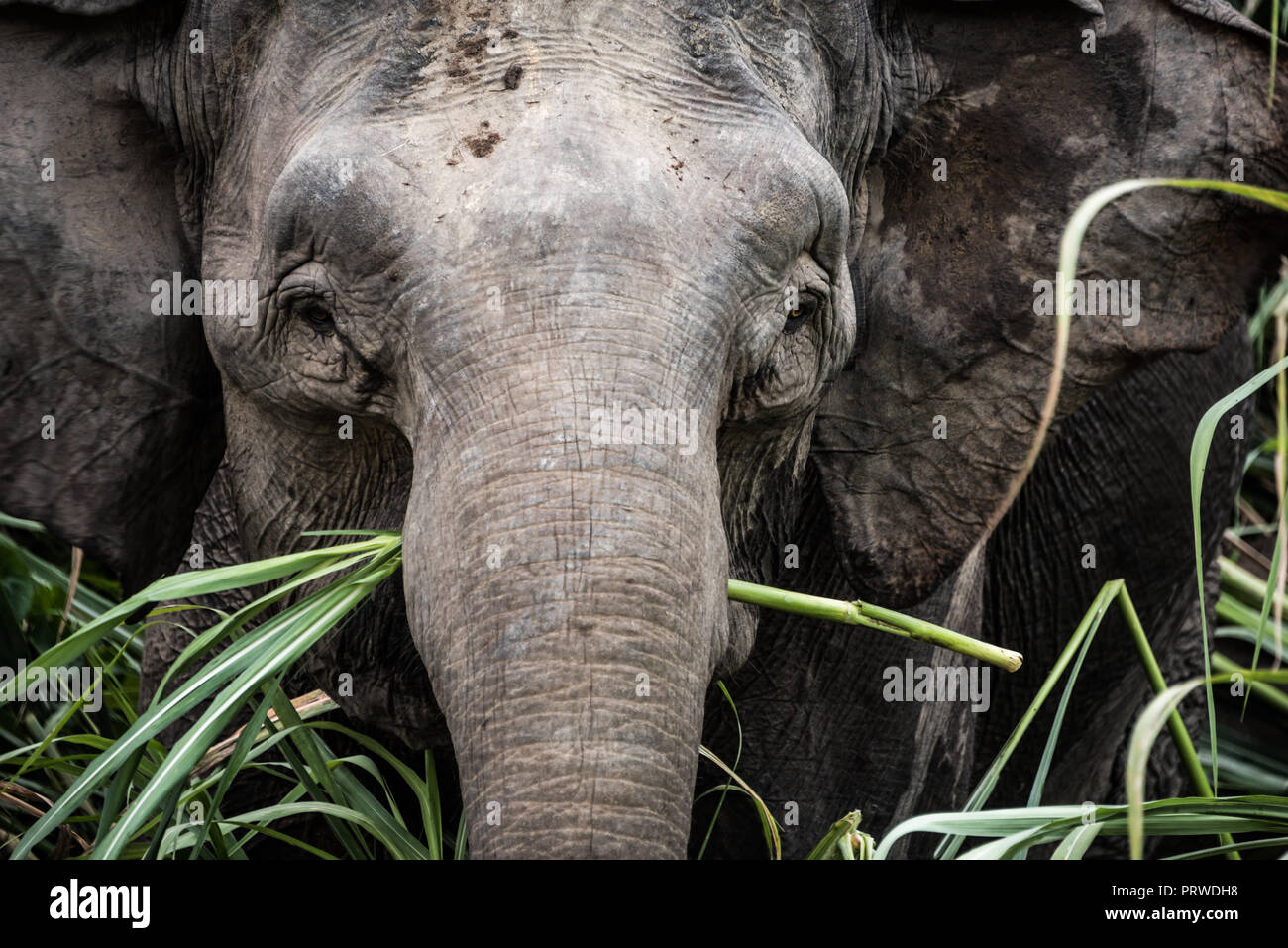 Pygmy elephants on the Kinabatangan River, Sabah, Borneo, 2018 Stock Photo
