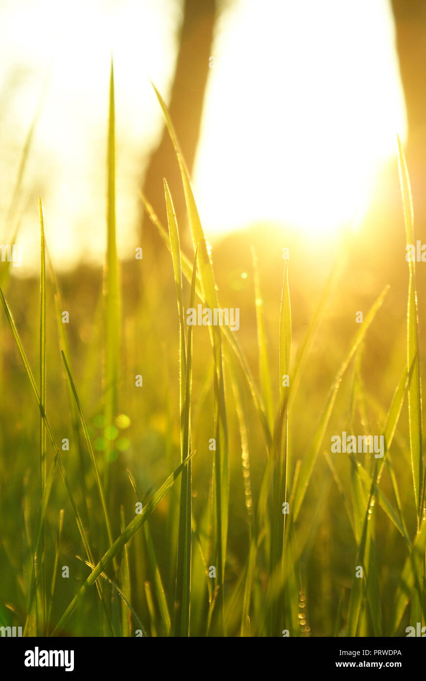 SPRING IS IN THE AIR Stock Photo - Alamy