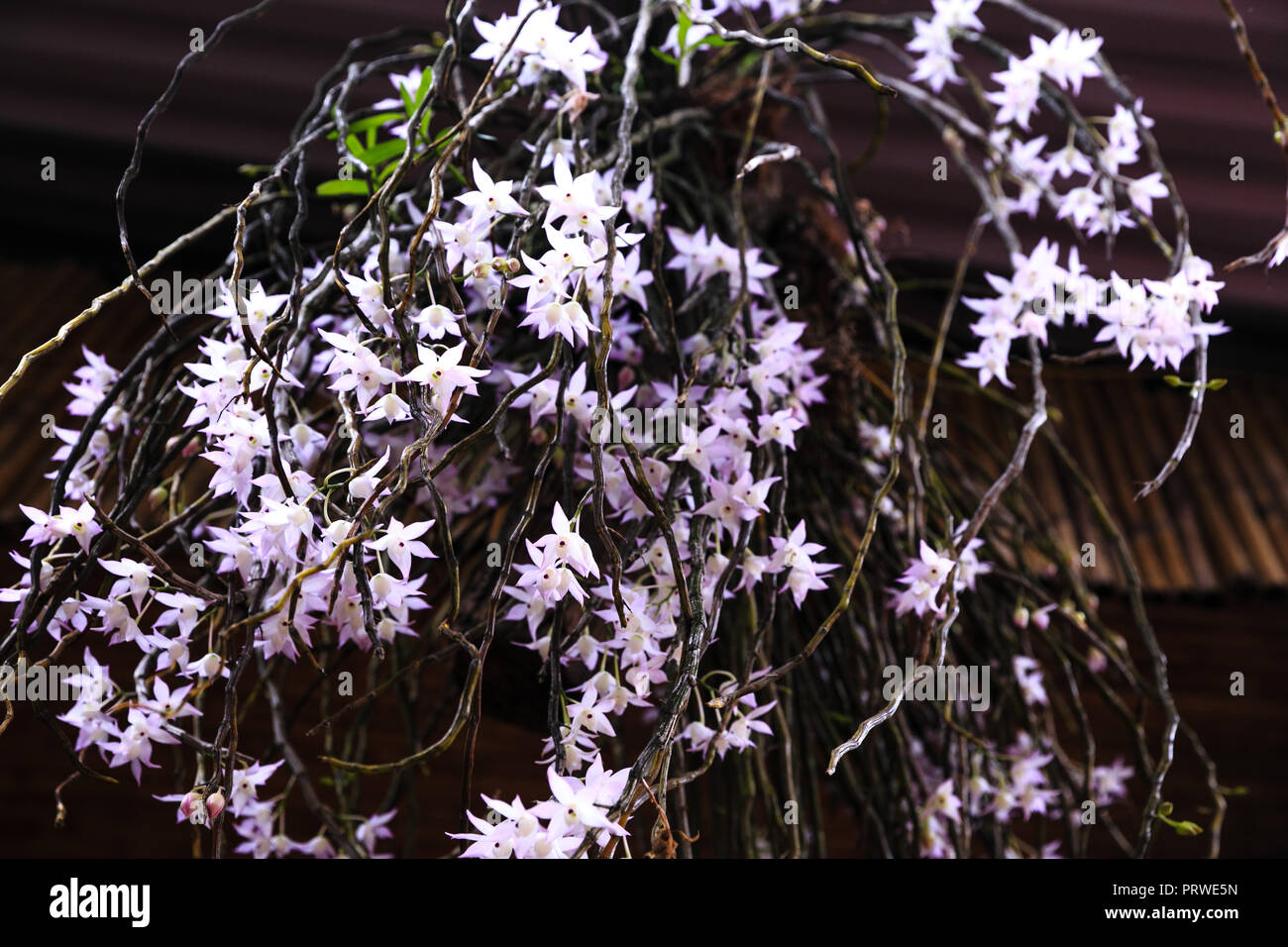 Amazing beauty of tropical rainforest orchids. Dendrobium Primulinum