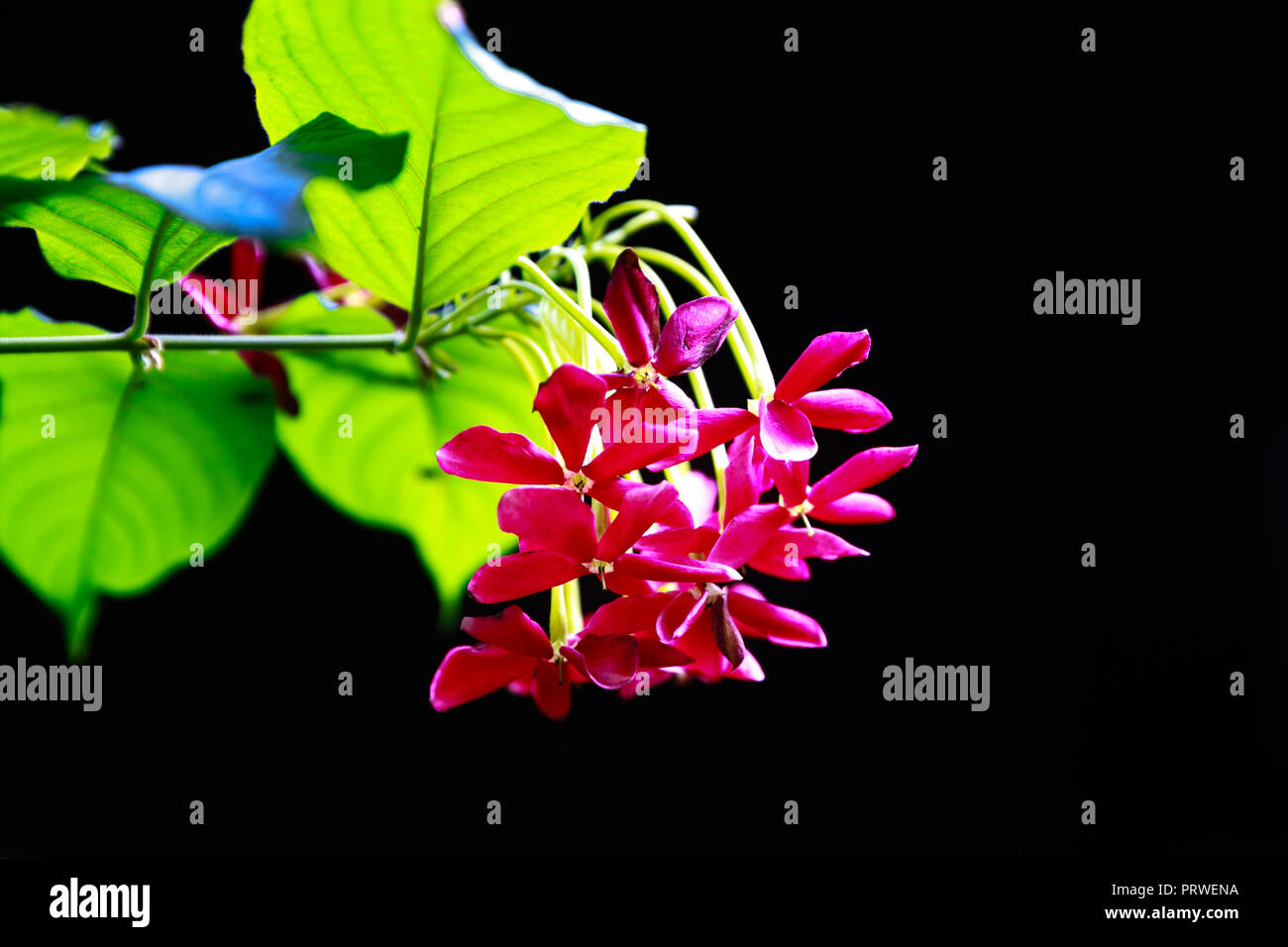 Quisqualis flower on black background Stock Photo