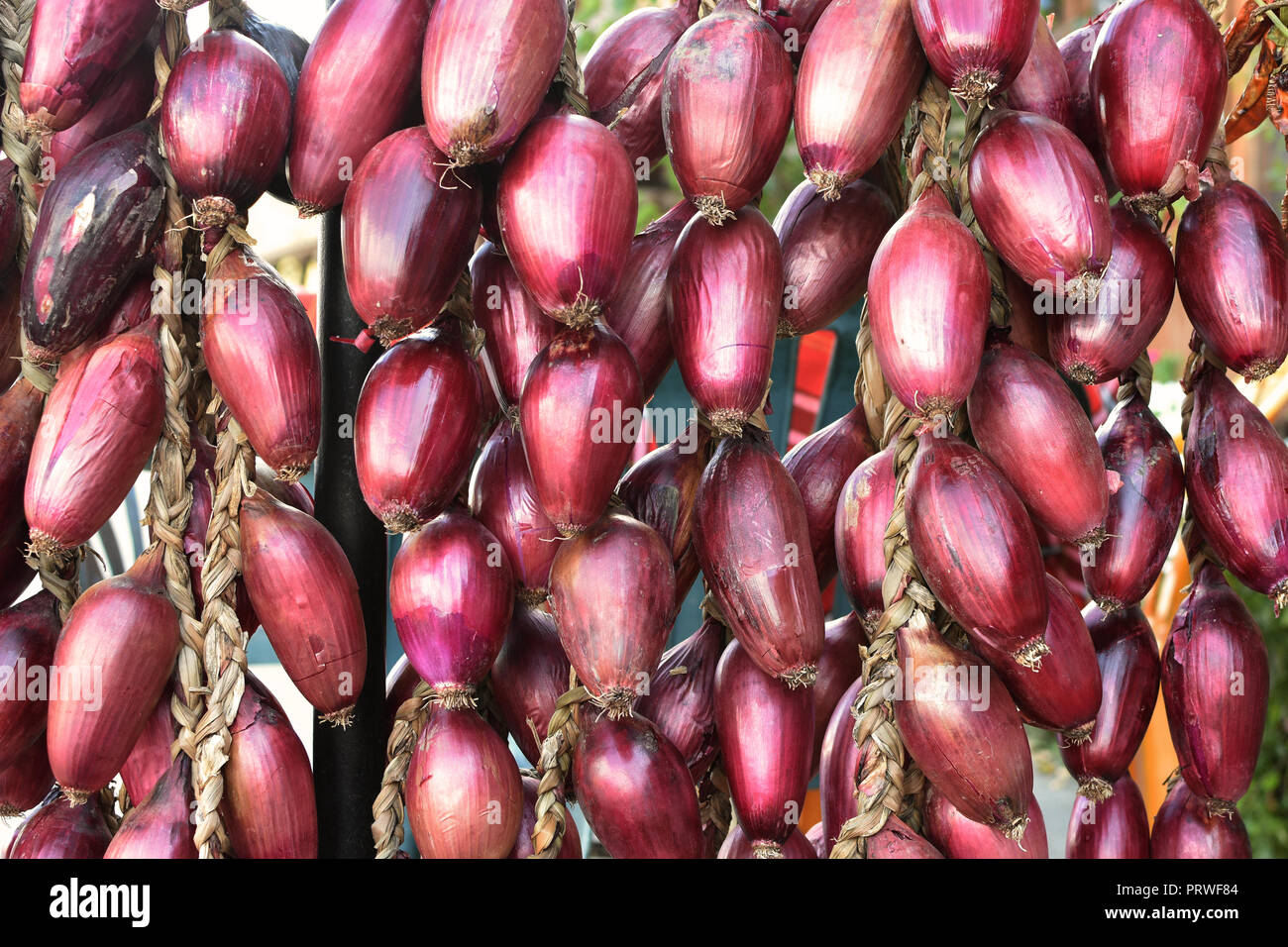 Close-up selective focus view of hanging braids of shiny red onions (Allium cepa). Rustic background. Organic agriculture Stock Photo