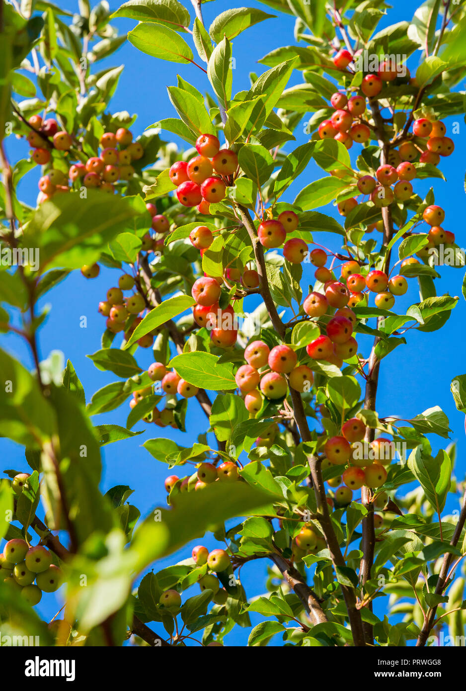 Siberian crab apples (Malus baccata)  in Autumn or Fall.  Colourful red and yellow juicy apples against a bright blue sky. Portrait Stock Photo