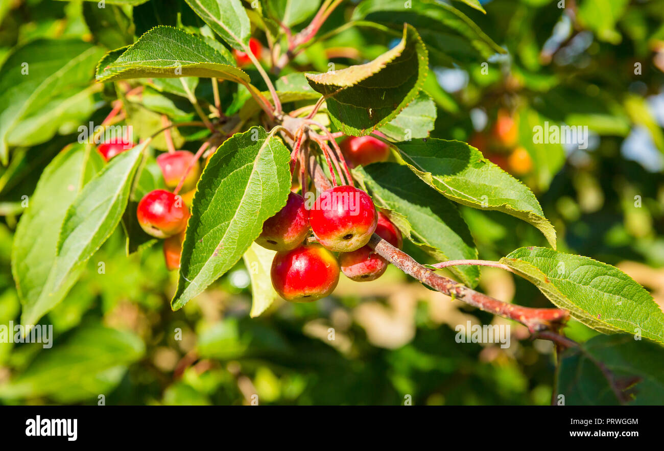Siberian crab apples (Malus baccata)  in Autumn or Fall.  Colourful red and yellow juicy apples against a bright blue sky. Horizontal, Landscape. Stock Photo