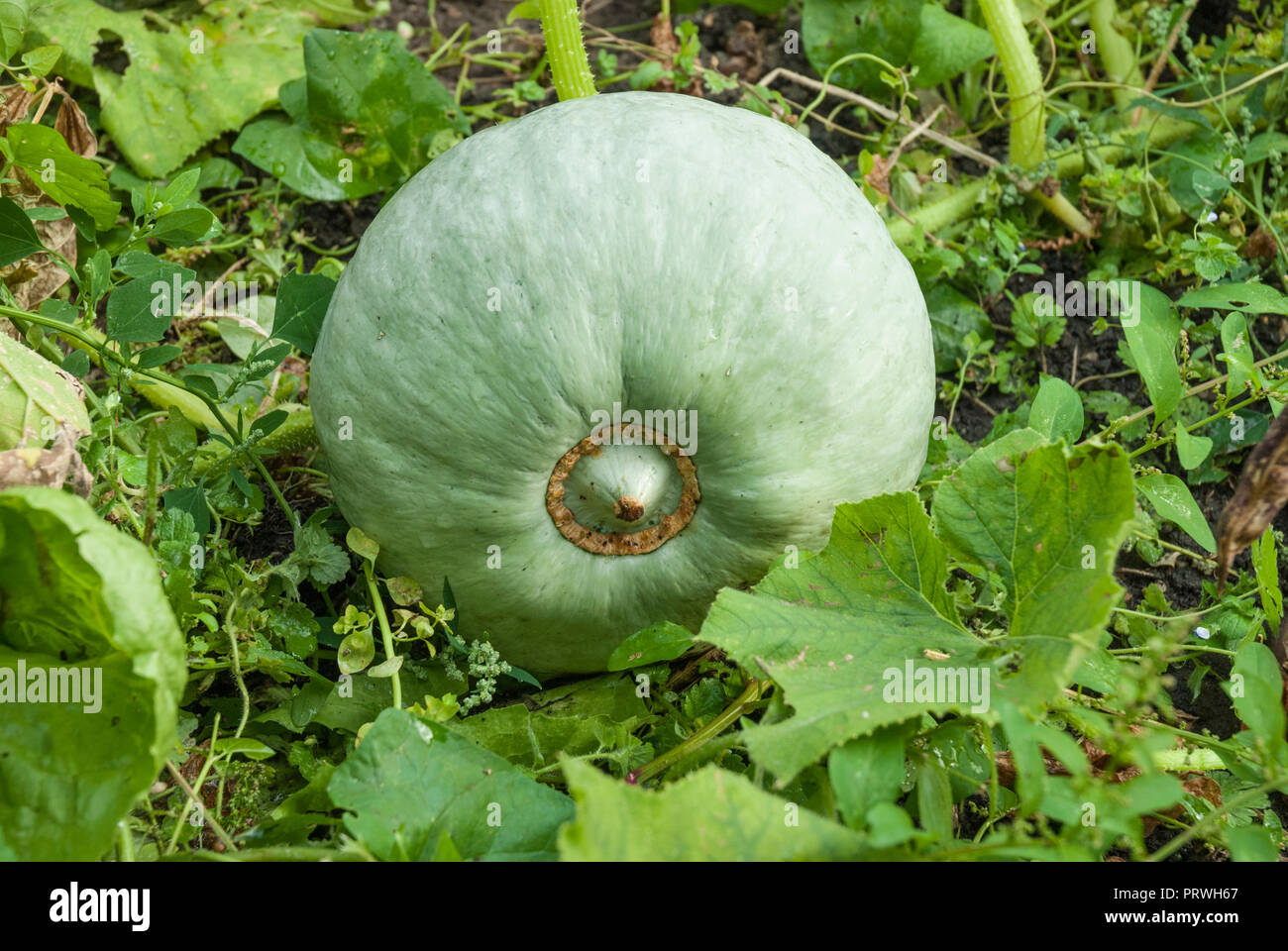Squash crown prince growing hi-res stock photography and images - Alamy