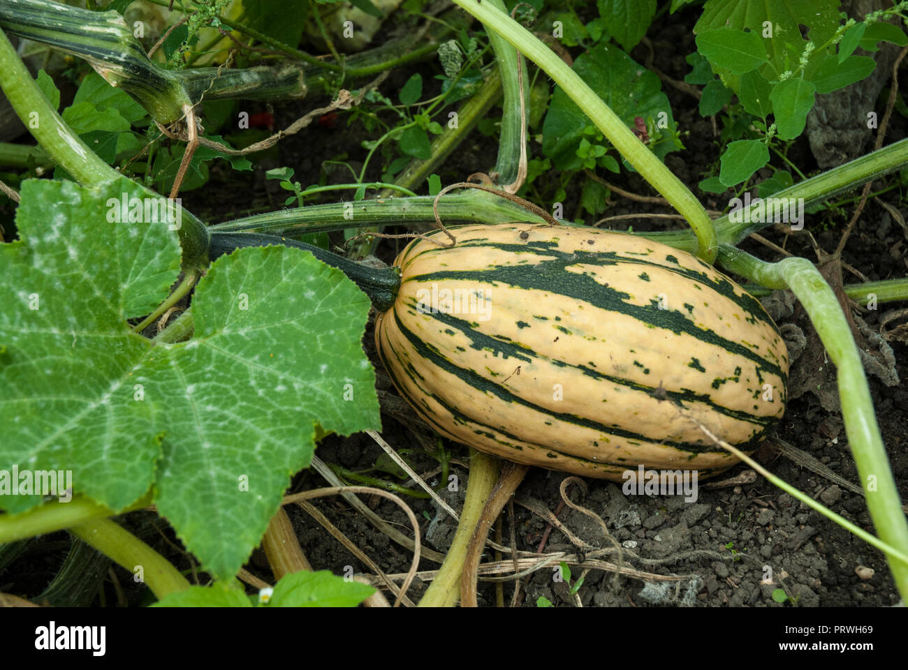 Cream with green striped Honey Boat squash pumpkin growing, with foliage. Stock Photo