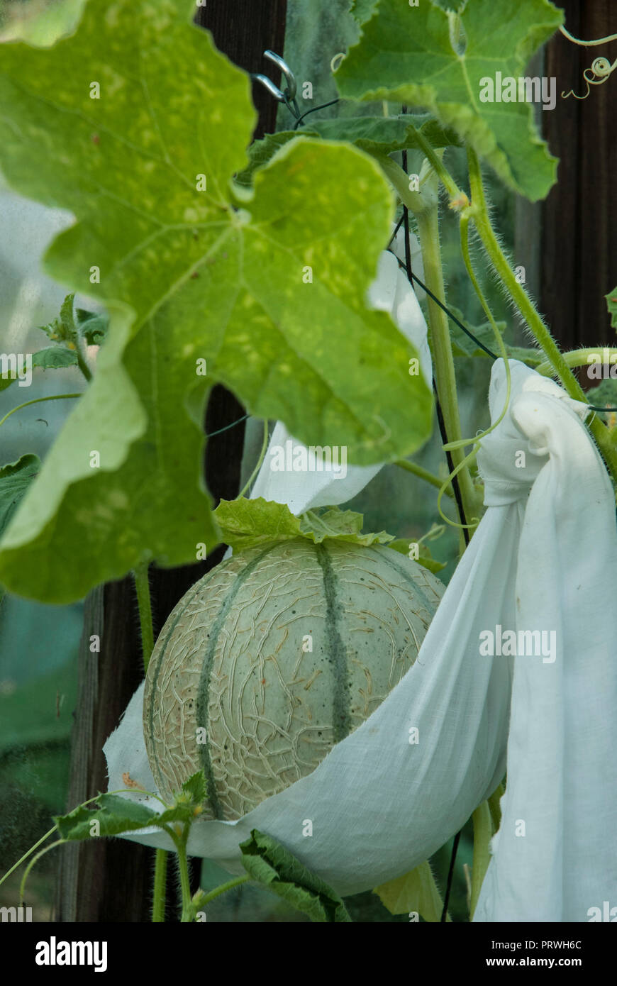 Charentais cantaloupe melon supported in a sling. How to grow and