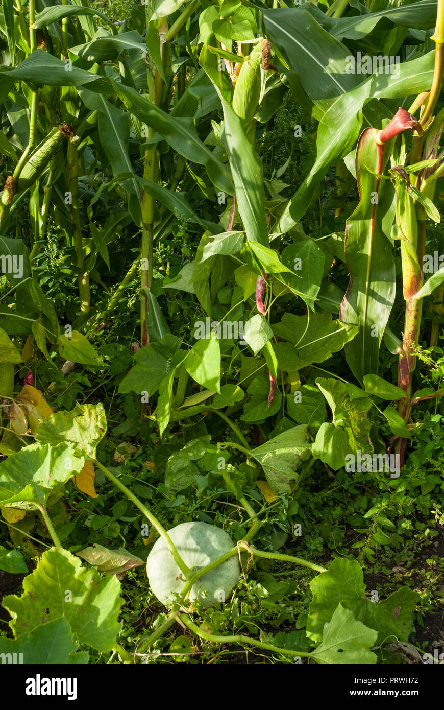 Three sisters method of growing with beans planted to grow up sweet corn/ maize and pumpkins growing underneath. Instructional-three sisters method. Stock Photo