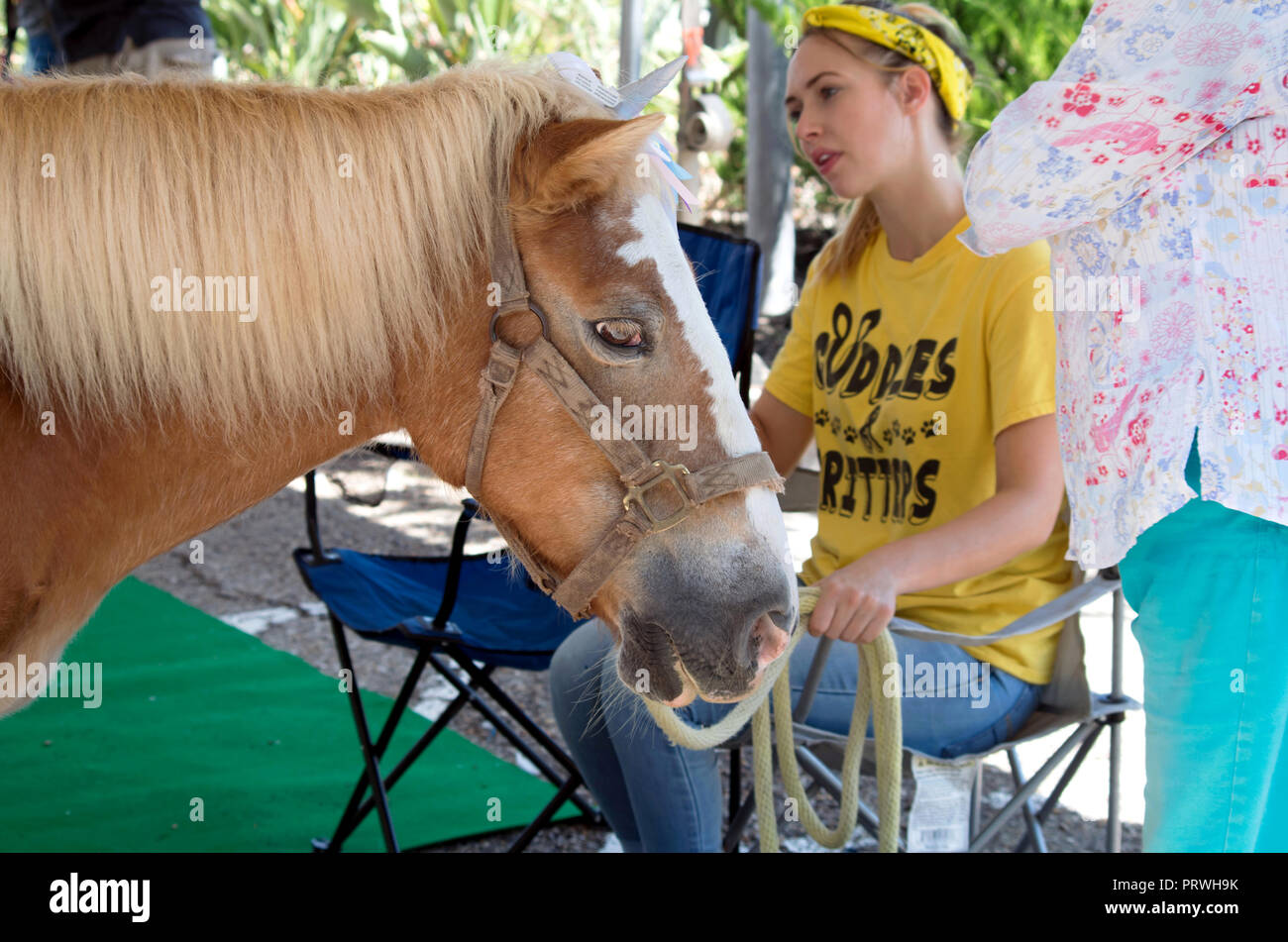 A bridled brown pony wearing a unicorn horn rests in the shade near its handler. Gulf Coast Humane Society Pawfest 2018. Corpus Christi, Texas USA. Stock Photo