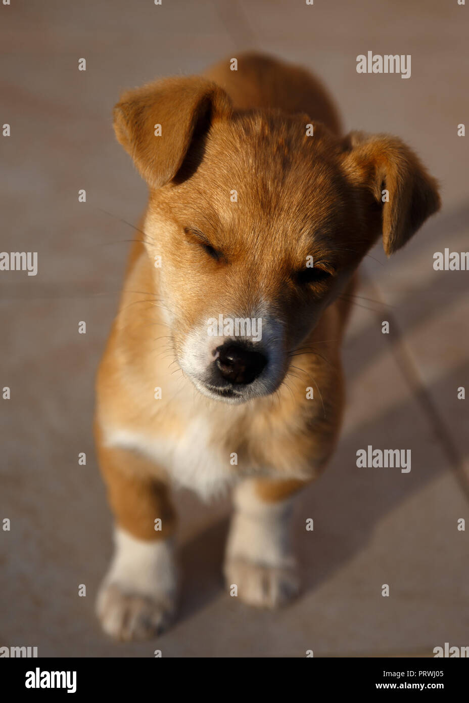 Cute puppy with funny face Stock Photo