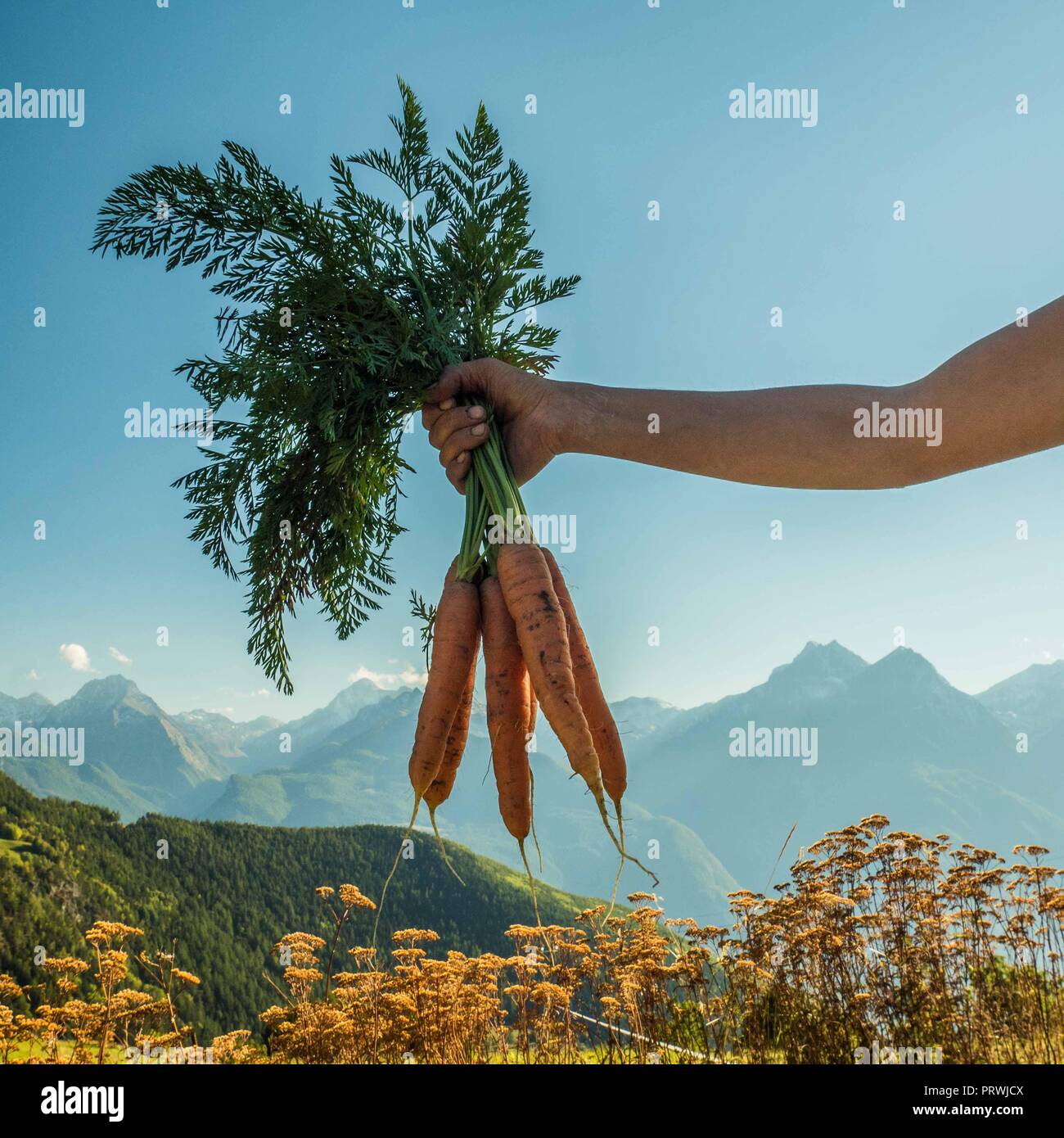 Freshly harvested organic carrots being held in the air and view from Lignan of the alps, Aosta Valley, NW Italy Stock Photo